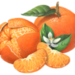 One whole and one peeled Mandarin orange or tangerine and one peeled Mandarin orange or tangerine with two segments and a flower with leaves.