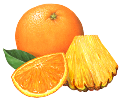 Whole orange with a cut orange section, a cut pineapple wedge, and a leaf.