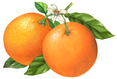 Two oranges on a branch with leaves and an orange blossom flower