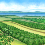 Grand Traverse County orchard scene
