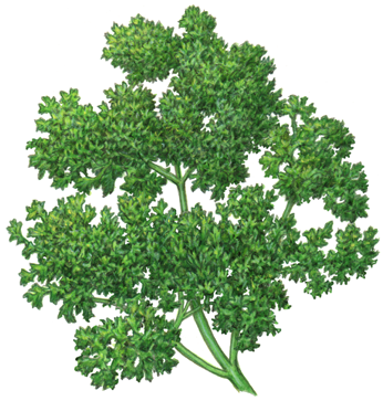 Bunch of curly parsley
