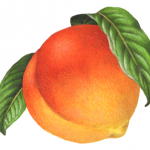 Single peach with leaves