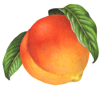 Single peach with leaves