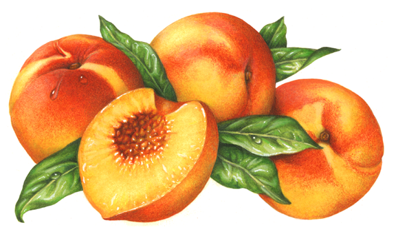 Three peaches with a cut peach half and leaves