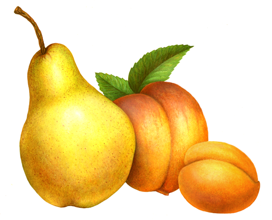 Bartlett pear, peach and apricot
