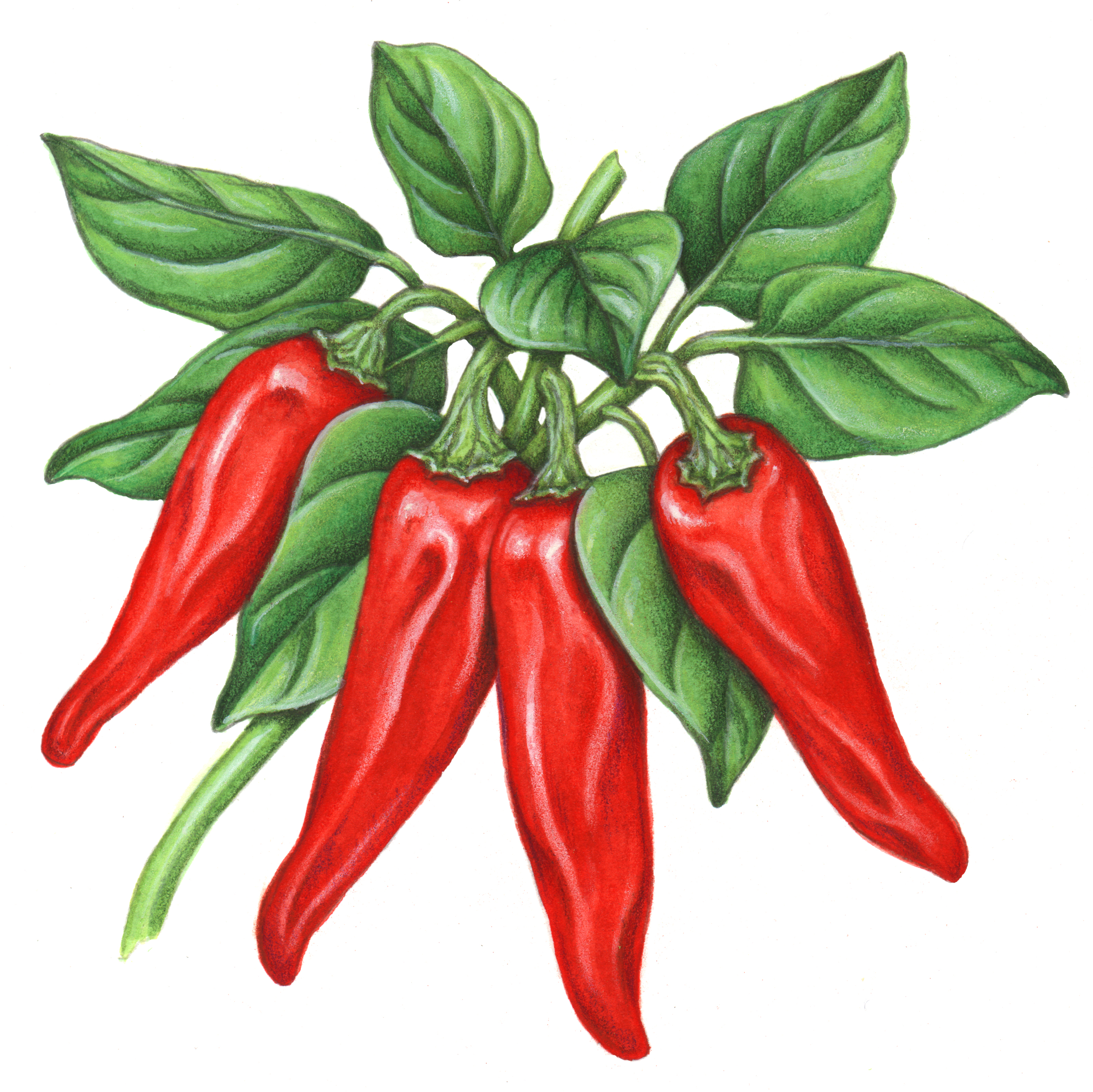 Red paprika peppers on a branch with leaves