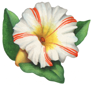 White petunia with red stripes and leaves