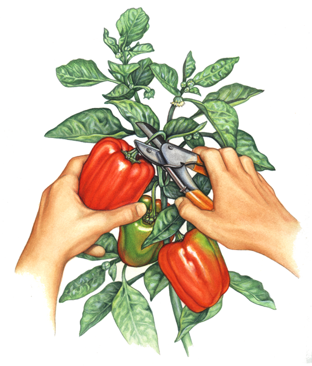 How to pick the perfect red pepper from a pepper plant