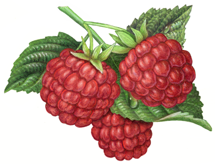 Three red raspberries with leaves