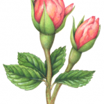 Old-fashioned Victorian style botanical illustration of two pink rose buds