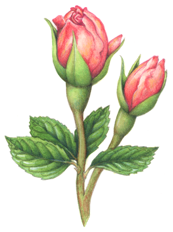 Old-fashioned Victorian style botanical illustration of two pink rose buds