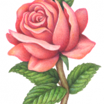 Old-fashioned Victorian style flower painting of a single pink rose