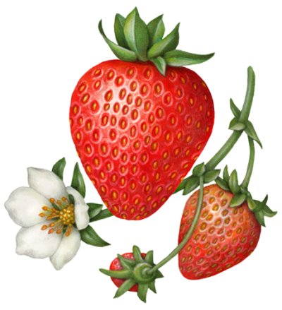 One large strawberry with two small berries on a stem with a strawberry flower.