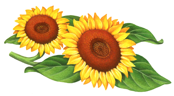 Two sunflowers with leaves