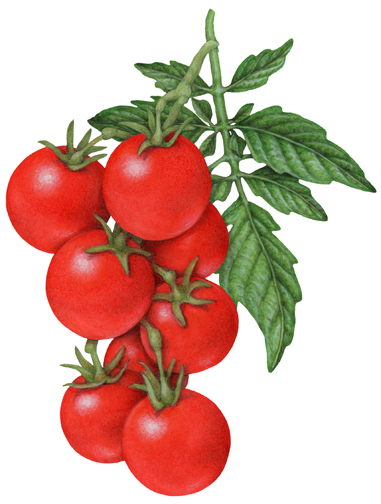 Cherry tomato plant with eight cherry tomatoes and leaves