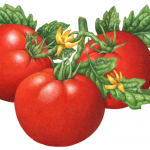 Three tomatoes on the vine with tomato flowers and leaves