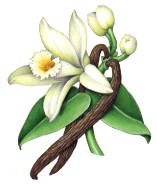 Vanilla flower with leaves, buds and two vanilla beans