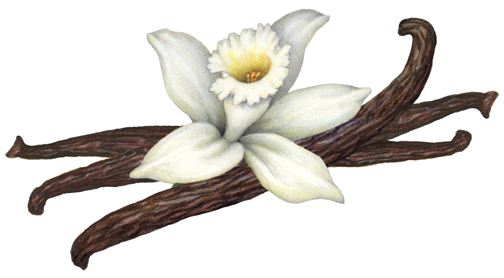 Vanilla flower with three vanilla beans