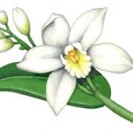 Vanilla plant with one flower, five buds and no vanilla bean