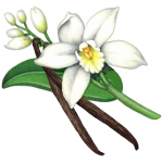 Vanilla plant with one flower, five buds and one vanilla bean