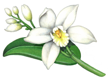Vanilla plant with one flower, five buds and no vanilla bean