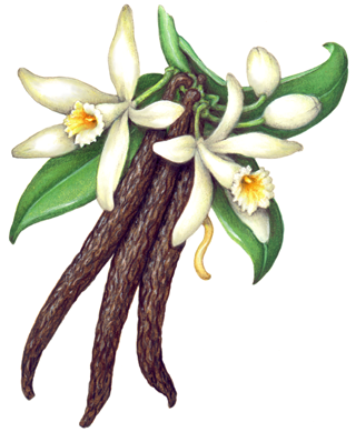 Vanilla plant with two flowers, buds, leaves and three vanilla beans