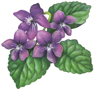Four purple violet flowers with three leaves