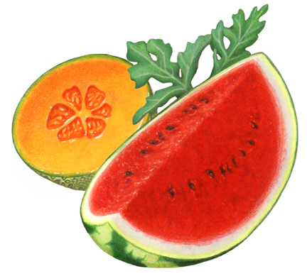 Melon illustration with a watermelon cut wedge, a cantaloupe cut half and a watermelon leaf