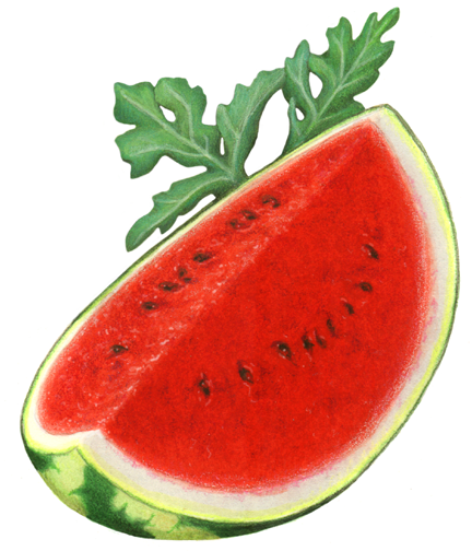 Watermelon whole cut wedge with watermelon leaf