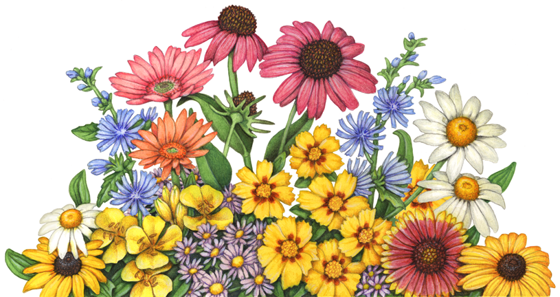 Wildflowers including echinacea, cone flower, daisy, chicory, aster, black-eyed Susan and evening primrose.
