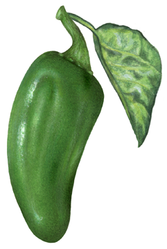 One whole jalapeno pepper with a leaf.