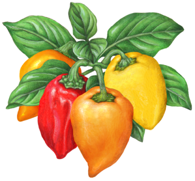 Four habanero peppers on a branch, orange, yellow and red.