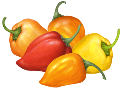 Five habanero peppers; three orange, one red and one yellow.