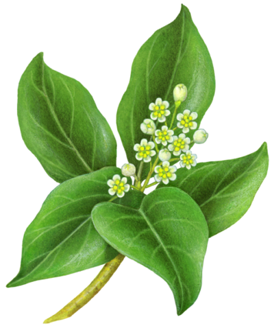 Camphor plant with leaves and flowers.