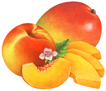 One whole peach and slice with A whole mango and three slices with a peach flower and leaf.
