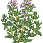 Thyme plant with purple flowers.