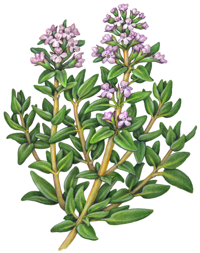 Thyme plant with purple flowers.