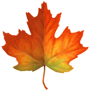 Single maple leaf from fall that is orange and red.