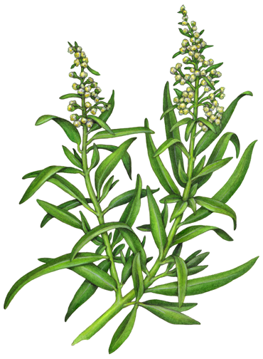 Tarragon plant with flowers and leaves.