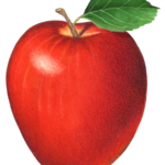 Single red delicious apple with a leaf.