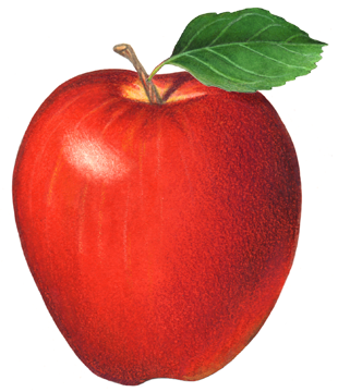 Single red delicious apple with a leaf.
