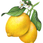 Lemon branch with two whole lemons, lemon flowers and leaves.