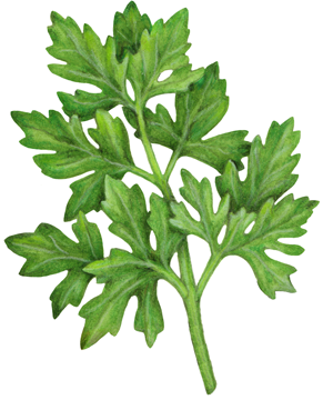 Italian flat leaf parsley.