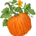 Pumpkin plant with a whole pumpkin, pumpkin flower and leaves.