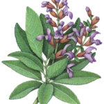 Sage plant with purple flowers