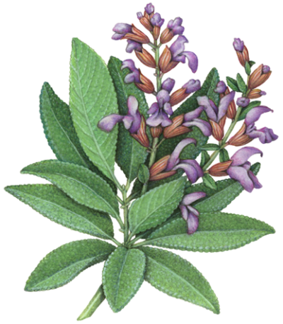 Sage plant with purple flowers