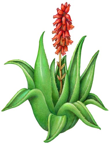 Aloe vera plant with red flowers.