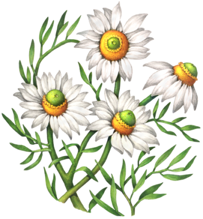 Chamomile plant with four flowers.