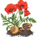 Poppy plant with three flowers, a seed pod and leaves, also with two dried seed pods and poppy seeds.