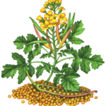 Mustard plant with yellow flowers, seed pods and seeds.